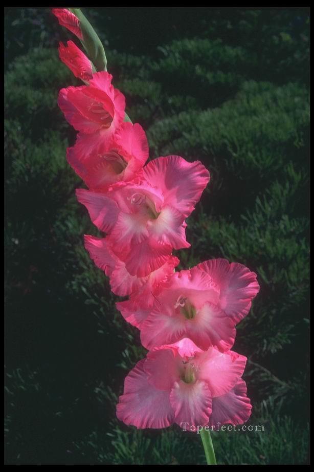xsh0240b 写真からのリアリストの花油絵